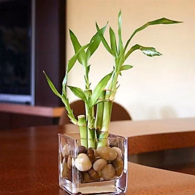 6. Cây phất lộc Cây phất lộc là biểu tượng cho nguồn năng lượng dồi dào, sức sống mạnh mẽ. Cây thường được trồng trong lọ thuỷ tinh, rất phù hợp với trang trí bàn làm việc. Cây có nhiều đốt rỗng nên theo phong thủy thì tinh thần của gia chủ cũng theo đó mà dễ lưu thông, tâm hồn được tự do, thăng hoa.