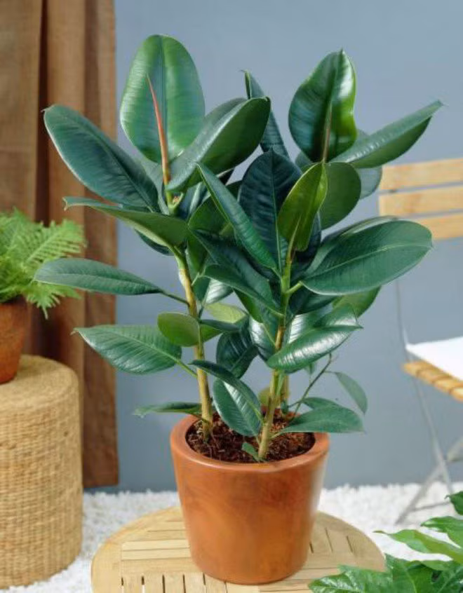 8. Cây đa búp đỏ Với giá thành khoảng từ 200 đến 300 ngàn đồng 1 chậu, cây đa búp đỏ là loại cây cảnh để bàn được khá nhiều người dùng. Cây có nguồn gốc từ Ấn Độ, du nhập vào Việt Nam những năm gần đây, biểu tượng của sự trường tồn, sức sống dẻo dai, nên có thể che chở, đem lại sự bình an cho gia đình của bạn.