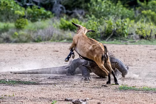Con dê cố nhảy sang bên tránh cú táp của con rồng Komodo.