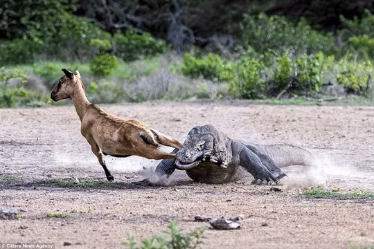 Nhưng không thể tránh khỏi đôi hàm răng sắc nhọn của con thú săn mồi.