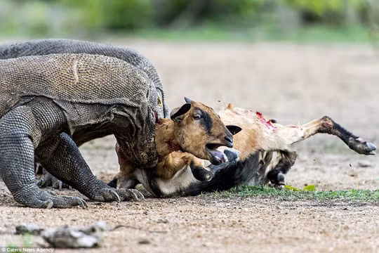 Và con dê xấu số trở thành bữa ăn cho hai con rồng Komodo.