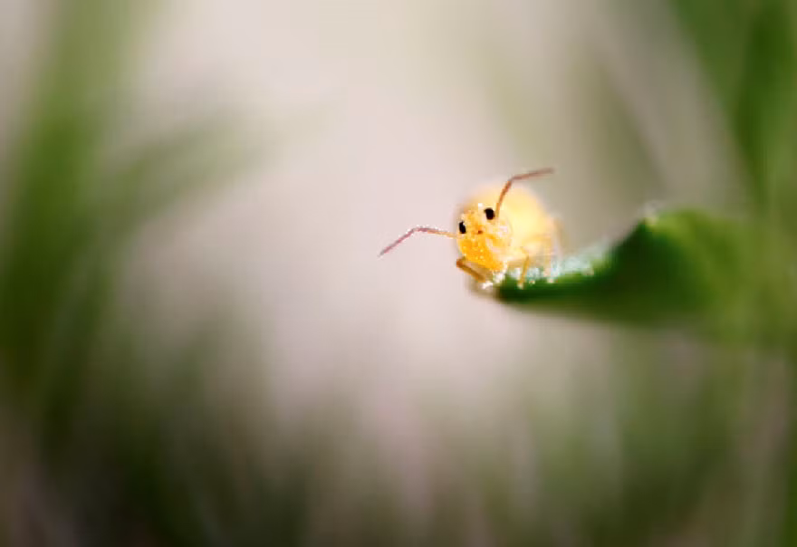 Nhiều dân mạng vui nhộn gọi nhân vật chính trong bức ảnh là Pikachu. Ảnh: Nadav Bagim.