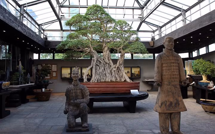 Cây bonsai Sung ngọt ở Italy hơn 1.000 năm tuổi (Ảnh: bonsaiempire)