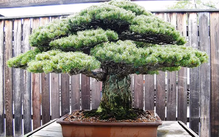 Cây thông trắng 400 tuổi này đã sống sót qua cả thảm họa bom hạt nhân ở Hiroshima (Nhật) năm 1945 (Ảnh: soha)