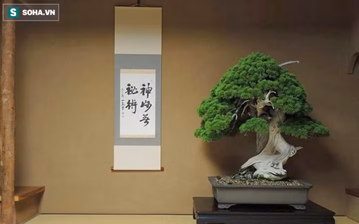 Dưới bàn tay chăm sóc điêu nghệ của "bậc thầy bonsai" Nhật Bản Kunio Kobayashi chăm sóc, vườn cây cảnh Shunka-en là một trong những "thiên đường" cây cảnh của thế giới. Nơi đây có cây cảnh rất cổ thụ, trong đó có cây lên tới hơn 800 năm tuổi (Ảnh: soha)