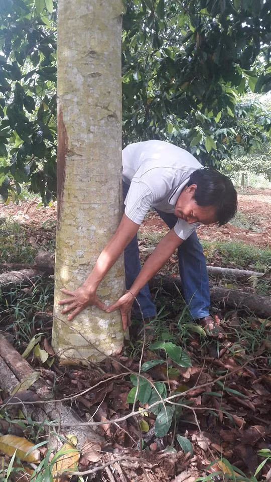 Hiện ông Giang đã trồng được 300 cây dổi (cả dổi ghép và dổi gieo hạt). "Trồng dổi ghép sau 3 năm cho thu hoạch. Dổi ươm hạt phải 7 năm cây mới bói. Năm nay vườn dổi của tôi đã bói quả. Từ năm sau, mỗi cây dổi tôi chỉ cần thu 2-3kg hạt, với giá bán 2 triệu đồng/kg thì một cây dổi ăn dứt cây cam mà lại nhàn hạ, không mất công chăm sóc", ông Giang cho biết.