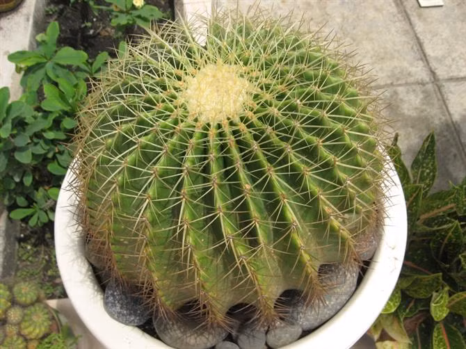 11 loai cay sinh tai loc, tru ta khi, giup gia chu luon binh an
