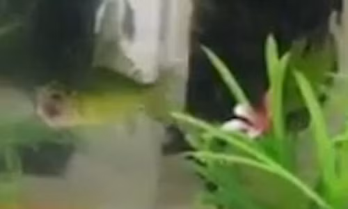 Cá vàng không đầu vẫn bơi lội tung tăng suốt 3 ngày Ca vang khong dau van boi loi tung tang suot 3 ngay