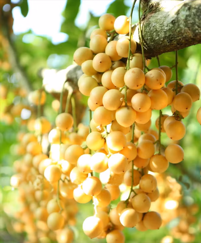 Mê mẩn những đặc sản ngon không cưỡng nổi ở Bình Dương - Hình 8 Me man nhung dac san ngon khong cuong noi o Binh Duong-Hinh-8