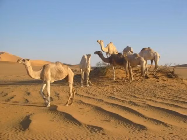 2) Al’Aziziyah, Libya Aziziya là một thị trấn nhỏ và là thủ phủ của quân Jafara, miền tây bắc Libya. Al’Aziziyah nằm ở phía tây bắc Libya, là một trong những nơi nóng nhất thế giới có người sinh sống, cách thủ đô Tripoli 41 km. Nơi đây là trung tâm thương mại quan trọng của thảo nguyên Sahel Jeffare. Năm 2006, dân số ở đây là gần 24.000 người. Ngày 13.9.1922, nhiệt độ ghi nhận đạt mức 57,8 độ C.
