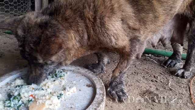 Chú chó Vện năm nay đã được 4 tuổi. “Con vện này rất khôn và mắn đẻ, đặc biệt nó còn biết nuôi cả mèo nữa. Mấy con mèo trong nhà thường “rúc” vào bú chú chó Vện”, anh Minh cho biết thêm.