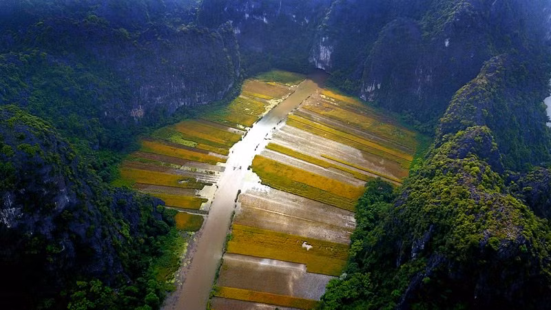 Màu vàng của lúa chín giữa núi non tạo nên một cảnh quan hùng vĩ mà thơ mộng.