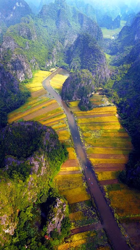 Những thảm lúa chín vàng giữa núi non kỳ vĩ.