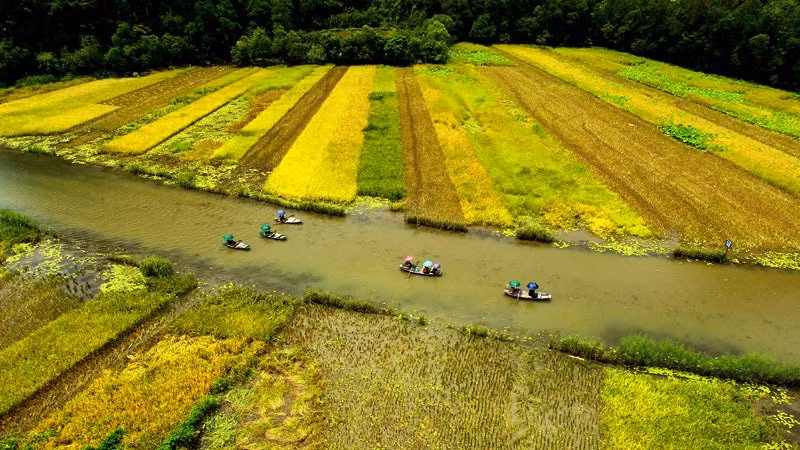 Mùa lúa chín cũng là thời điểm đông du khách tìm đến chiêm ngưỡng những thảm vàng rực trong nắng hạ.