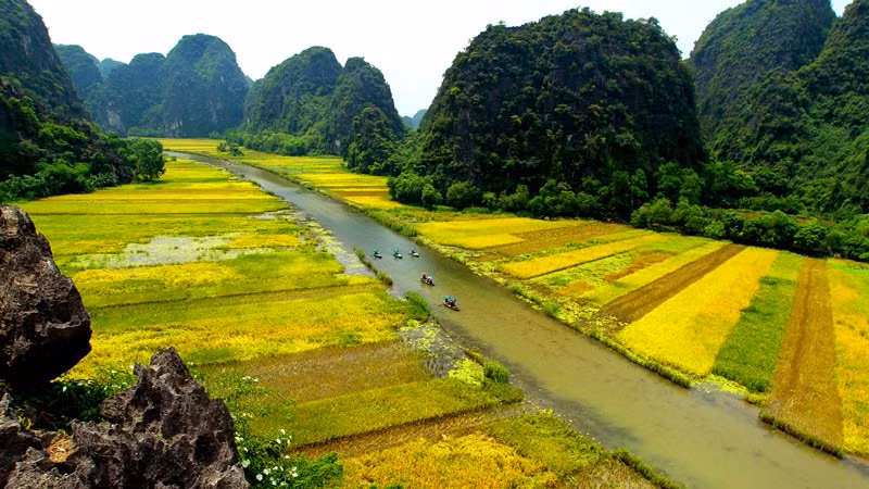 Những cánh đồng lúa chín tuyệt đẹp nhìn từ trên cao.
