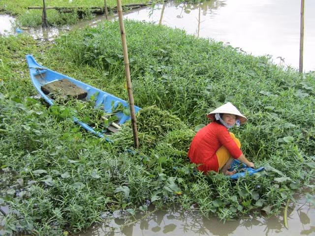 Cam coc treo "khoi khoi" rau dai ma ca xa cha ngai thieu tien tieu