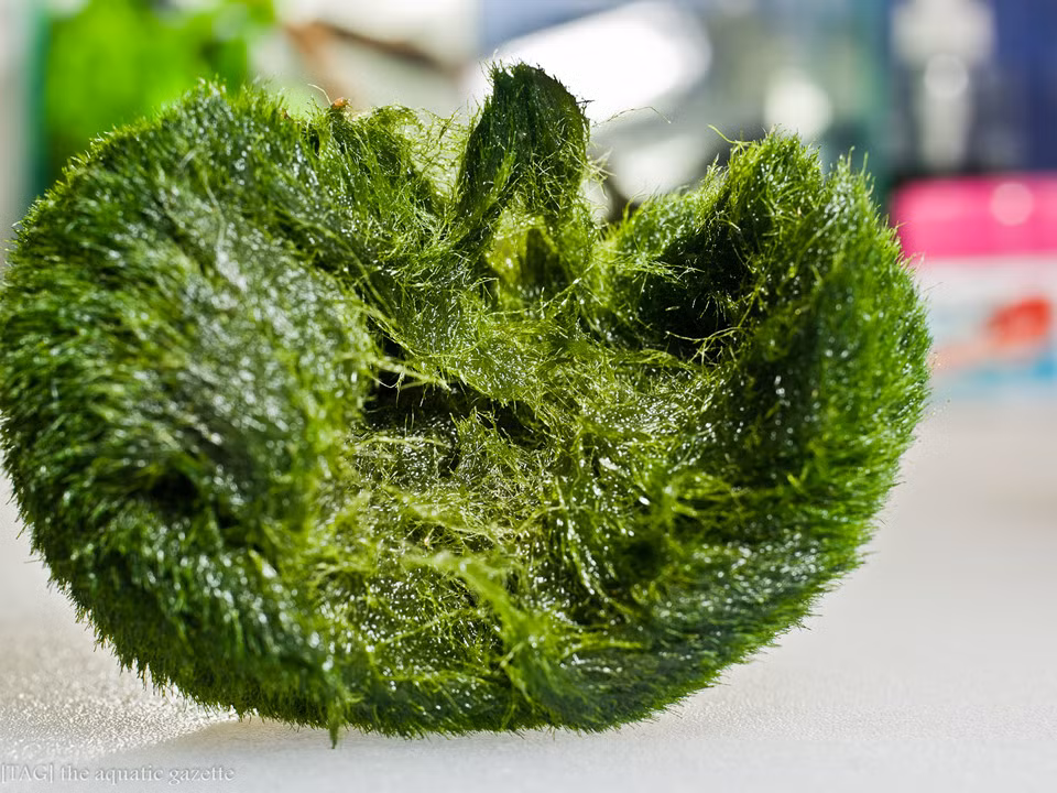 Marimo không phát triển xung quanh lõi của một vật thể, chẳng hạn như một viên sỏi, các sợi tảo mịn như tơ liên tục phân nhánh, phát triển từ vị trí trung tâm, dần dần tạo thành dạng hình cầu. Điều đáng ngạc nhiên là phần lõi của quả cầu dù không được tiếp xúc với ánh sáng mặt trời vẫn có chất diệp lục dưới dạng “ngủ say”. Chỉ cần có ánh sáng chiếu vào khi quả cầu bị vỡ, chúng sẽ hoạt động trở lại. Ảnh: The Aquatic Gazette.