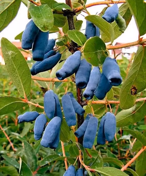 Trái Honeyberry.