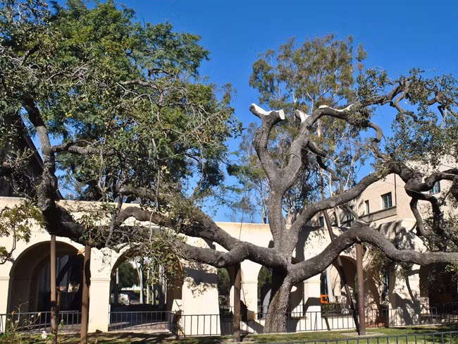 Có trụ sở tại Pasadena (Caltech), tỷ lệ trúng tuyển của Viện Công nghệ California là 7,9%, thấp hơn cả Cornell, Dartmouth, UPenn và Brown.
