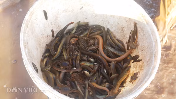“Có thời điểm chạch nhiều, tôi trúng đậm 5 - 6 triệu đồng/ngày. Nghề bắt chạch đồng sạch này đơn giản, nhàn hạ mà có thu nhập gấp nhiều lần nghề khác" - ông Thành tâm sự.