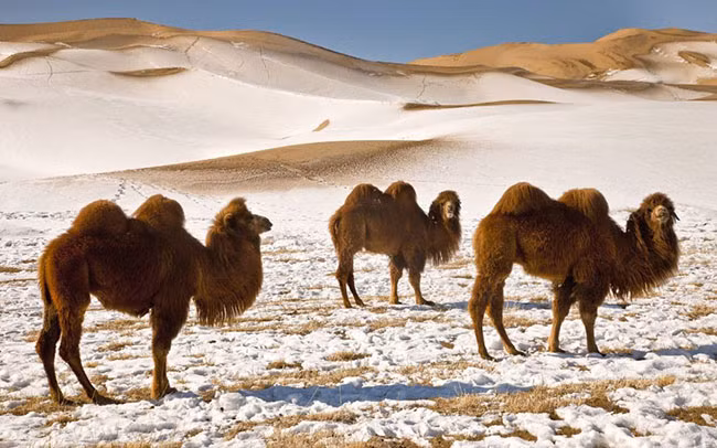 Sa mạc Gobi, Mông Cổ: Đến với Sa mạc Gobi vào mùa đông, du khách sẽ ngẫn ngơ trước một phong cảnh hung vĩ với những đồi cát lớn phủ đầy tuyết đồng thời còn được hòa mình vào lễ hội lạc đà với các cuộc đua lạc đà và thi đấu polo. Nếu bạn thích tham gia vào cuộc đua, bạn cũng sẽ được chào đón, được cưỡi lên một con con lạc đà và tham gia cuộc diễu hành.