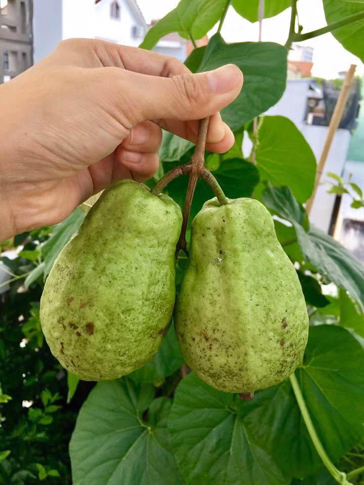Hiện tại khu vườn của chị Trân vô cùng phong phú với nhiều loại cây và rau khác nhau. Chị tâm sự rằng: “Điều khó khăn và cực nhất trong quá trình xây dựng và chăm sóc khu vườn đó là việc phải vận chuyển cây và đất lên tầng 3, rồi vận chuyển cả tro trấu, phân bón. Hồi đầu ở nhà cũ chỉ có 2 tầng, việc vận chuyển không quá vất vả. Nhưng sau khi nhà mình xây nhà mới lên 3 tầng lại thêm mở rộng diện tích vườn nên rất cực.