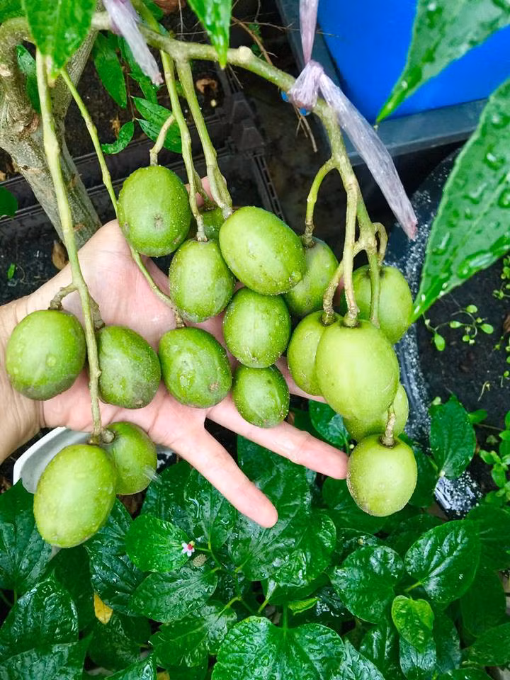 Khoảng sân thượng nhà chị Ngọc Trân không quá lớn, ban đầu là 15 m2, sau khi xây lại nhà thì diện tích mới là 25 m2. Mặc dù diện tích không lớn nhưng khu vườn được sắp xếp rất hợp lý để nâng cao diện tích sử dụng. Chị Trân dùng các chậu lắp ghép thông minh cùng hệ thống giàn leo, kệ sắt để trồng cây. Chị cũng thiết kế riêng các ngăn trồng rau với nhiều loại rau khác nhau và chậu trồng cây ăn quả, mỗi loại 1 cây.