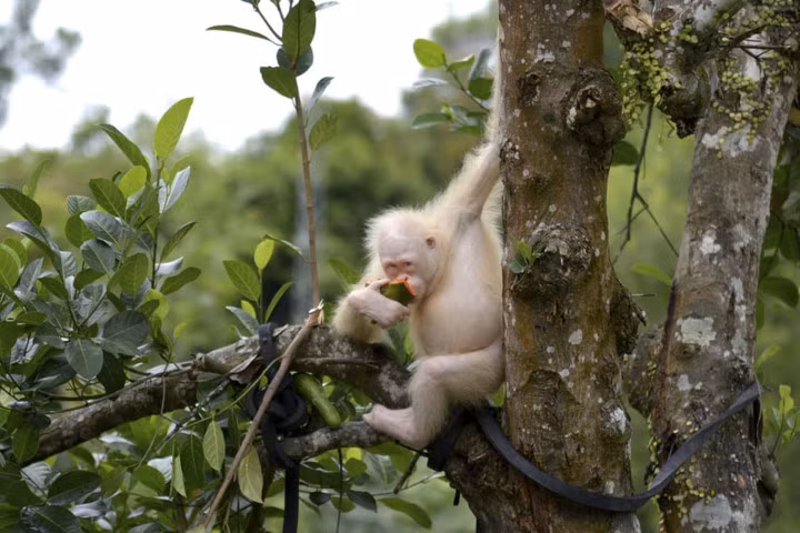 Một chú đười ươi bạch tạng tại khu bảo tồn động vật ở Kalimantan, Indonesia.
