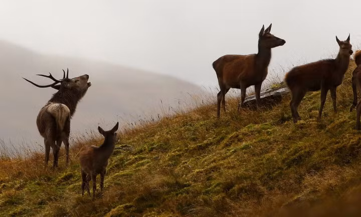 Đàn hươu tại Scotland không giấu nổi niềm vui khi Thu về.