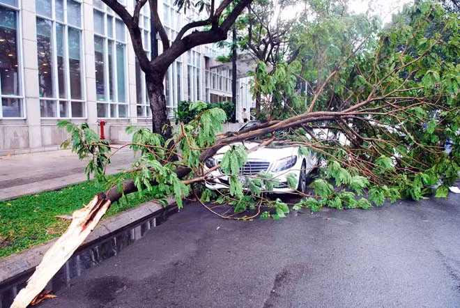 Cũng trên đường Mạc Thị Bưởi nhánh cây bị tét đè vào ô tô. May mắn các sự cố không gây thương vong về người, nhưng làm người dân hai bên đường và người đi đường luôn cảm thấy bất an.
