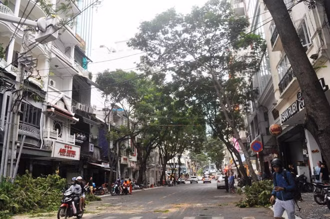 Đại diện Công ty TNHH MTV Công viên Cây xanh cho biết, trước và trong thời điểm mùa mưa diễn ra, đơn vị này đã cho kiểm tra cũng như chặt tỉa những cây, nhánh cây bị sâu bệnh để đảm bảo an toàn cho người dân. Về nguyên nhân cây xanh liên tục bật gốc, tét nhánh trên đường Mạc Thị Bưởi đơn vị này nói tại “ông Trời”.