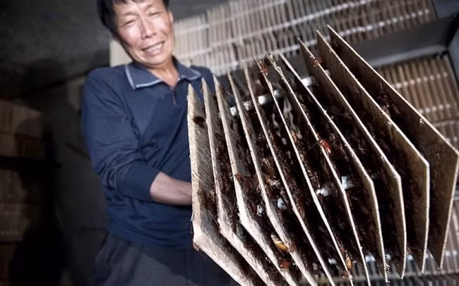Nông trại nuôi gián Những nông trại nuôi gián. Nhiều loại côn trùng được nuôi cấy và sử dụng làm nguyên liệu trong y học Trung Quốc. Đó là một công việc đang bùng nổ, chứng tỏ là một đầu tư lớn có thể rút rất nhiều tiền từ bây giờ. Hiện tại, ngành nuôi gián đang bùng nổ ở đất nước rộng lớn này. Nuôi gián kiếm được rất nhiều tiền. Những chú gián được nhân giống và sử dụng cho việc pha chế thuốc.