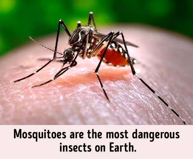 10. Muỗi Một số loài muỗi có khả năng truyền bệnh gây chết người như virus Zika tại các quốc gia vùng nhiệt đới. Để bảo vệ bản thân khỏi nguy hiểm, đừng quên mang theo thuốc xịt côn trùng và tiêm vắc-xin phòng bệnh sốt rét, sốt vàng và các bệnh khác. Địa điểm: Châu Phi, Nam Mỹ