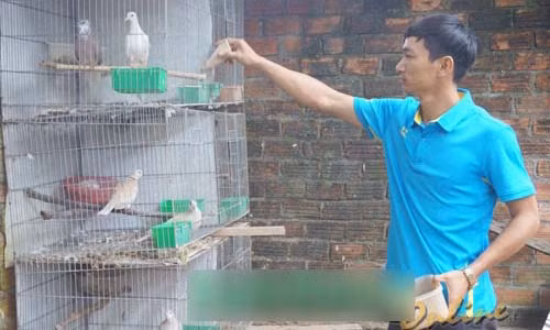 Luyen chim cu gay canh: Tu thanh thoi nuoi choi den thu tram trieu