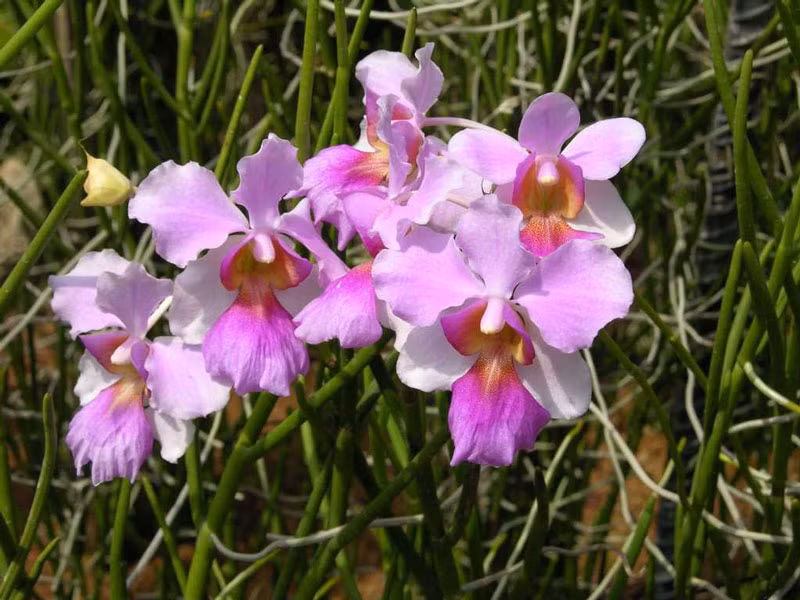 Singapore - hoa lan Vanda Miss Joaquim.