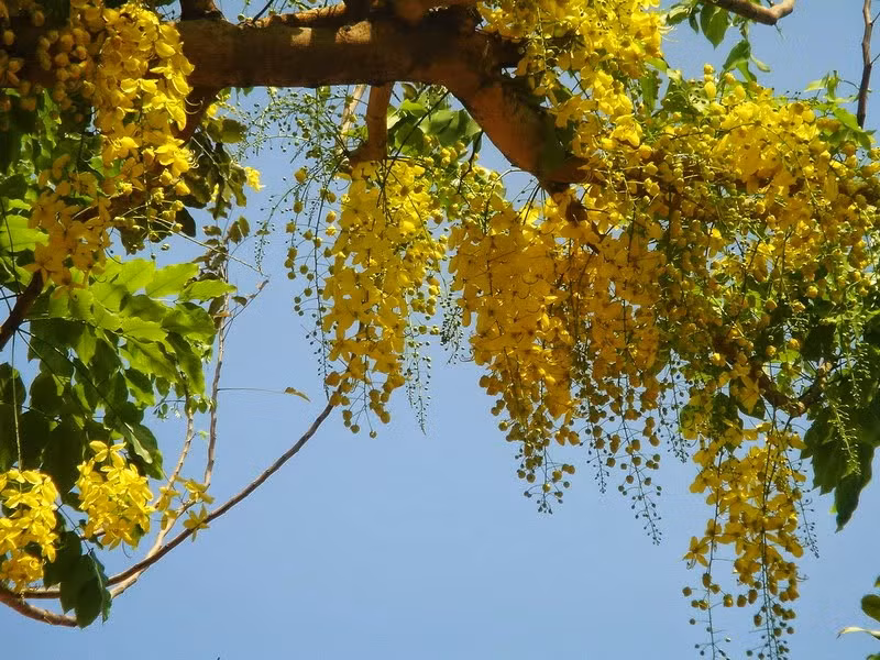 Thái Lan - hoa muồng hoàng yến.