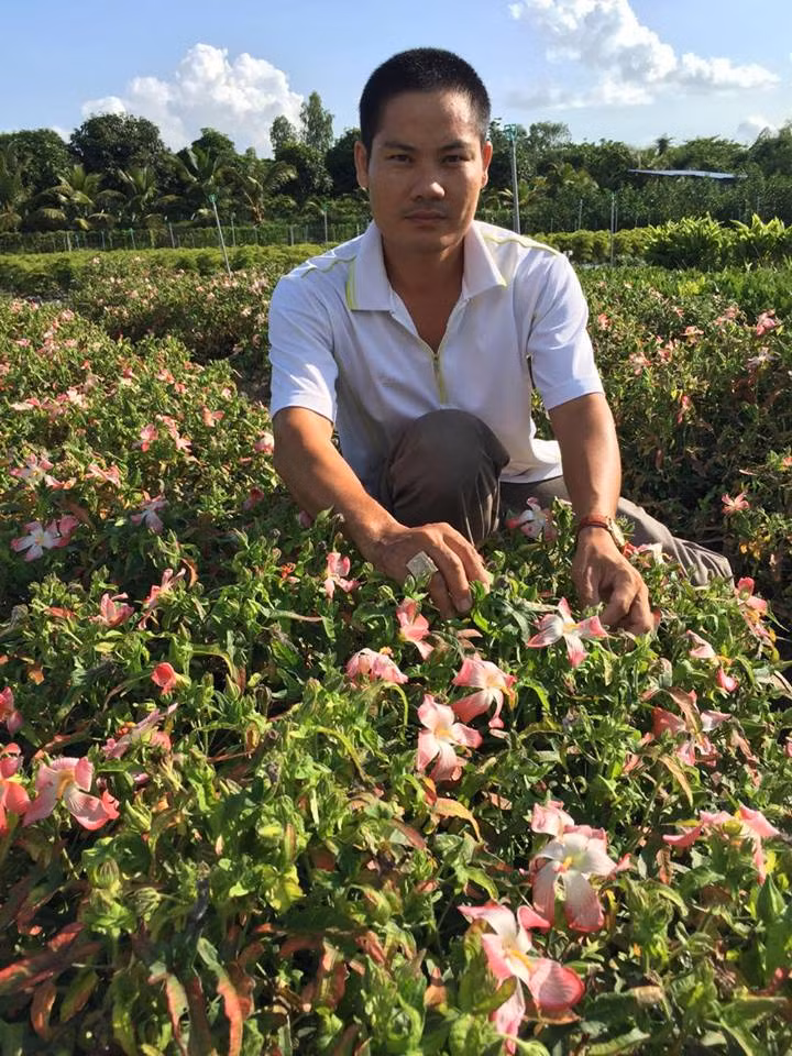 Để trồng sâm bố chính, anh Vũ Công Định đã lên liếp cao, đầu tư hệ thống tưới nước tiết kiệm tự động. Ảnh: NVCC.