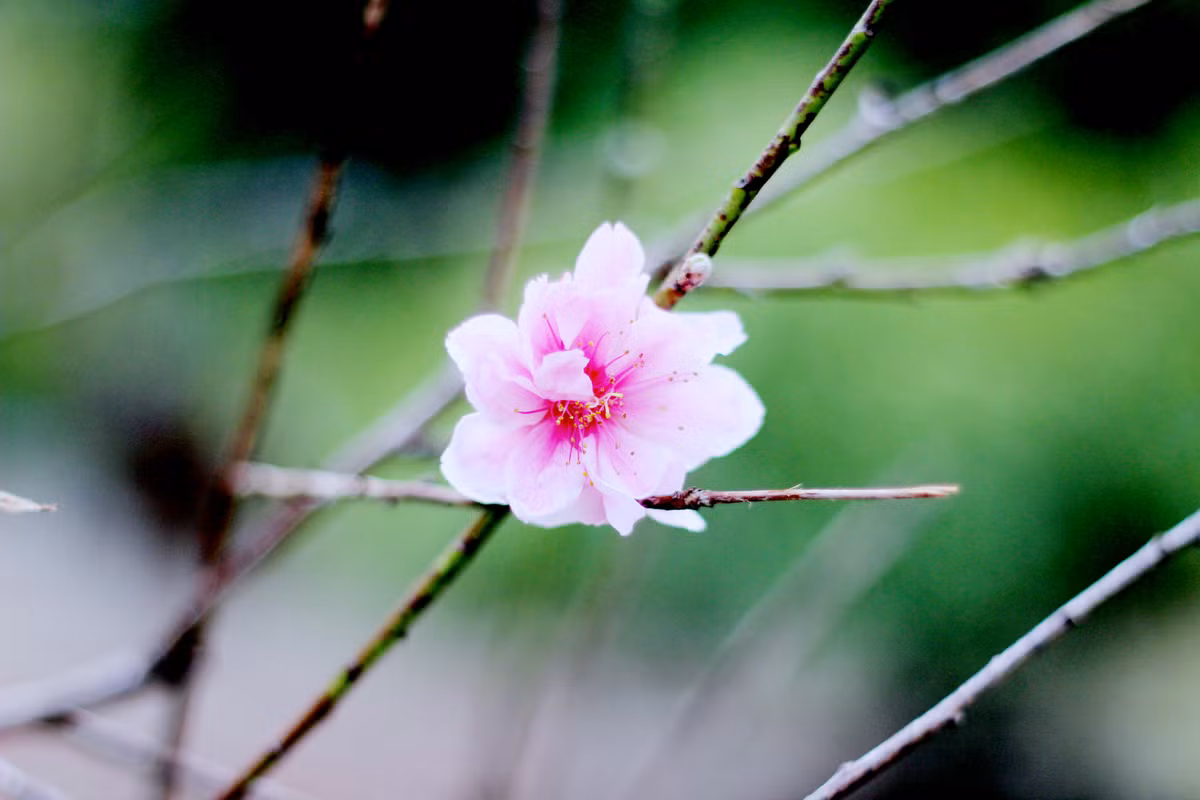Kham pha cuc thu vi ve nguon goc thang Chap-Hinh-8