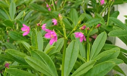 The gioi san lung Viet Nam bo di vi nghi co dai