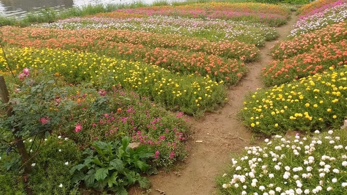 Theo dân mạng nhận định, cánh hoa mười giờ này được trồng để bán. Vì thế, nhiều người còn tranh thủ hỏi chủ topic để mua vài bó hoa để làm đẹp cho vườn nhà, ban công nhà mình.