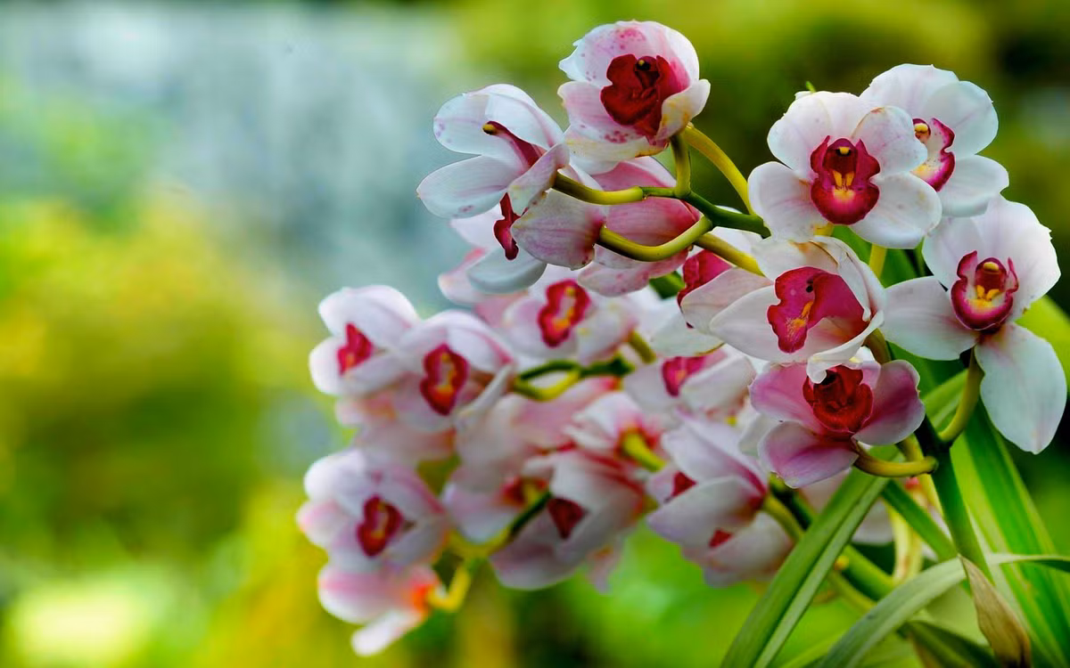 6/ Hoa lan – orchid Đây là họ lớn nhất của các loài thực vật trên thế giới với hơn 30 000 loài và các giống lai được biết đến. Những loại lan thường được trồng phổ biến nhất là hoa lan hồ điệp, hoa lan vandar, hoa lan dendrobium… Trồng lan không phải là khó. Cây hoa lan có thể trồng trong nhà hoặc ngoài trời nhưng cung cấp ánh sáng trung bình, nhiệt độ không quá nóng hoặc lạnh và không khí ẩm ướt. Hoa lan không yêu cầu tưới nước thường xuyên, nên tưới nước mỗi 5 – 10 ngày, tùy thuộc vào mùa và nhiệt độ.