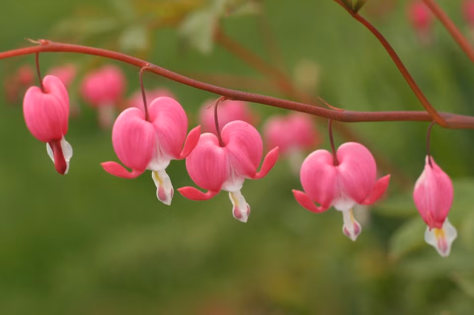 9/ Hoa tigon Hoa tigon hay còn gọi là hoa trái tim vỡ bởi lẽ mỗi bông hoa như trái tim nhỏ vỡ kết thành chùm. Hoa có màu hồng hoặc tím nhạt và rất sai. Hoa nở quanh năm không cố định vào mùa nào, hoa leo thành giàn, màu sắc hoa rõ nét và tươi sáng, kết hợp với lá xanh rậm tạo bóng râm cho ban công.
