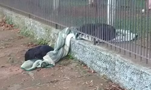 Chó nhà cho chó hoang mượn chăn đắp qua đêm rét Cho nha cho cho hoang muon chan dap qua dem ret