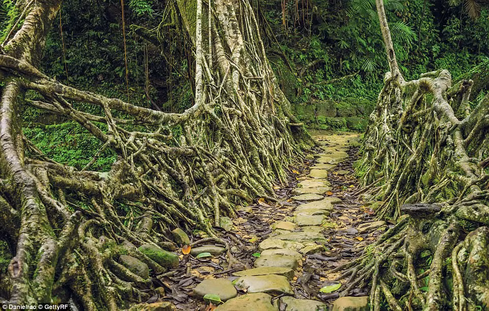 Cầu Living ở Cherrapunji (Meghalaya, Ấn Độ) được người Khasi và Jaintia dùng rễ cây đan thành. Cây cầu vẫn tiếp tục phát triển và lớn lên theo thời gian.