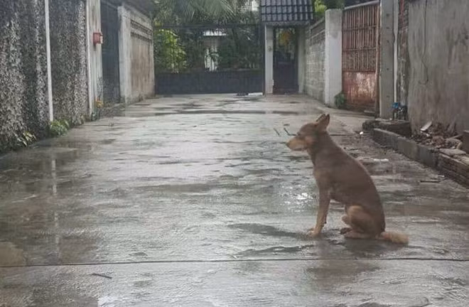 Xuc dong chu cho hang ngay cho chu bat ke nang mua