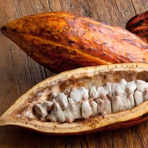 Loại quả này dễ ăn nhưng vị lại phụ thuộc vào từng quả. Nếu muốn ăn ngọt thì chọn quả vỏ vàng, muốn ăn ngọt vừa thì chọn quả vỏ đỏ, còn ăn chua ngọt thì chọn quả có vỏ màu xanh chuyển sang vàng. Bởi, quả ca cao càng chín kỹ thì thịt quả bên trong cũng chuyển dần từ chua sang ngọt theo độ chín của quả.