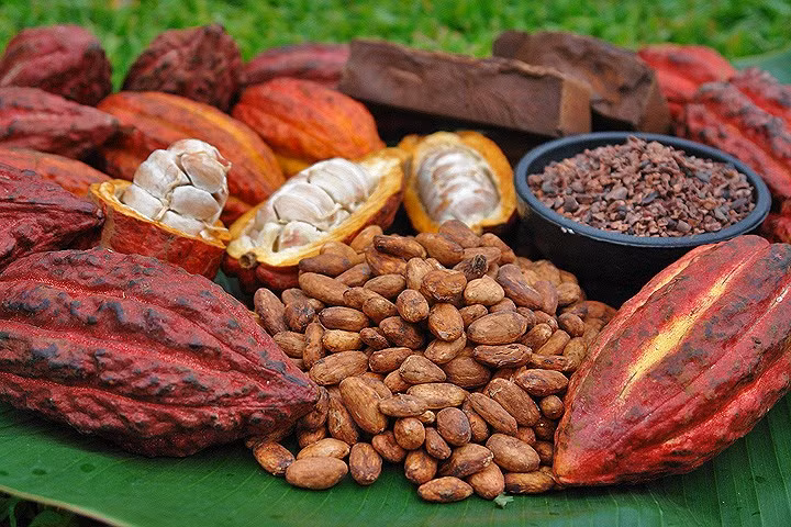 Hiện giờ cứ 3 ngày về hàng một lần, mỗi lần khoảng 5 tạ ca cao. Tuy nhiên, số lượng này chỉ đủ trả đơn hàng cho các khách đã đặt trước, hầu như không có dư ra để bày bán tại cửa khách nên khách muốn ăn thường phải đặt trước từ 2-3 ngày, một tiểu thương chia sẻ.