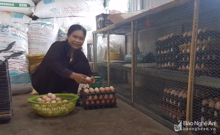 Cũng chính từ cách nuôi gà có một không hai ở Nghệ An này, bình quân mỗi ngày trại gà của gia đình cô Nga thu được từ 450 - 500 quả trứng, chủ yếu nhập cho các trường học, nhà hàng trên địa bàn Quỳ Hợp. Với giá bán từ 3.000- 3.500 đồng/quả, sau khi trừ chi phí, đem lại lợi nhuận cho gia đình cô Nga gần 10 triệu đồng/tháng. Chưa kể, sau thời gian từ 10-12 tháng gà đẻ, cô Nga có thêm nguồn thu từ gà thịt thương phẩm khi thay gà mẹ. Gà siêu trứng Ai Cập được thương lái thu mua với giá từ 90.000 - 100.000 đồng/kg. Không chỉ gia đình có thêm thu nhập, trang trại gà của gia đình cô Nga còn tạo việc làm cho 2- 3 lao động địa phương, với mức lương từ 2,5 - 3 triệu đồng/tháng. Ảnh: Q.A