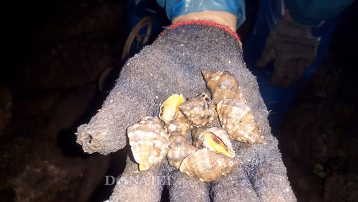 Loại ốc mà người dân ở đây đang bắt được mọi người gọi với cái tên khá thú vị là ốc đắng và ốc cay. (Ảnh: Báo Dân Việt)