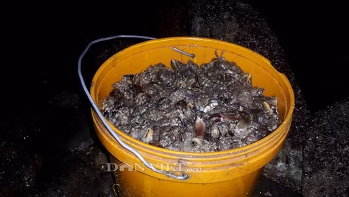 Với giá ốc dao động từ 20.000 - 60.000 đồng/kg, có loại ốc to bán được 90.000 đồng/kg, mỗi buổi tối người dân cũng kiếm được trên dưới 500.000 đồng. (Ảnh: Báo Dân Việt)